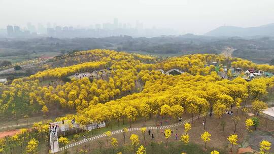 黄花风铃木