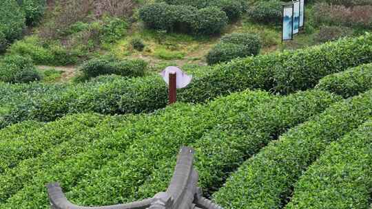 仙人山景区布央茶山航拍