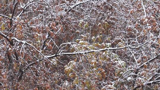 大雪下的树枝