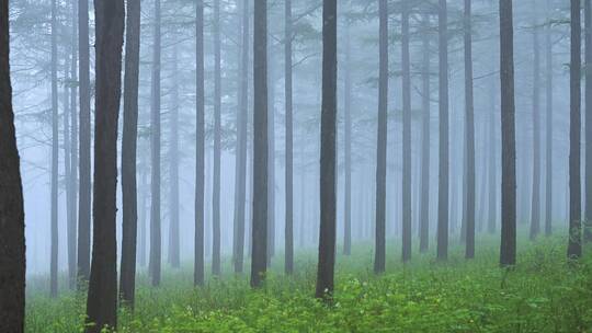夏季迷雾森林实拍