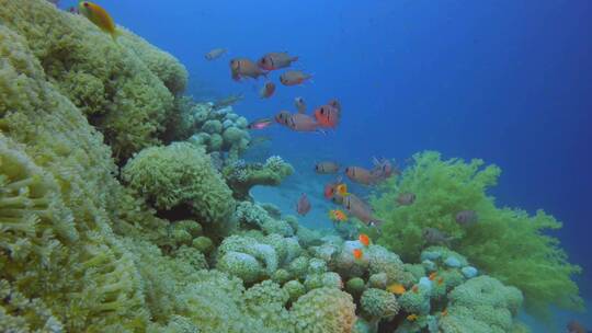 大海深处的鱼群跟珊瑚礁