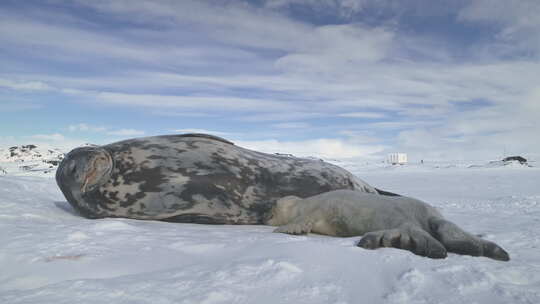 南极洲婴儿成年威德尔海豹在雪地上休息视频素材模板下载