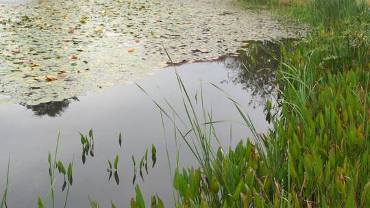 湖边水草风吹芦苇大河江河江边湖泊湖畔岸边