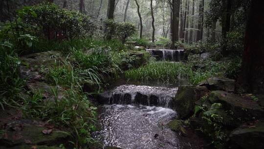 杭州西湖景区虎跑公园森林氧吧