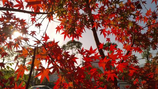 秋天秋日秋天里的红色枫叶