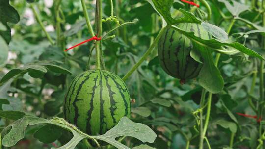 温室大棚种植的反季节西瓜