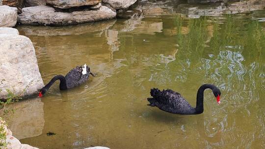 假山旁边池塘中的两只戏水的黑天鹅