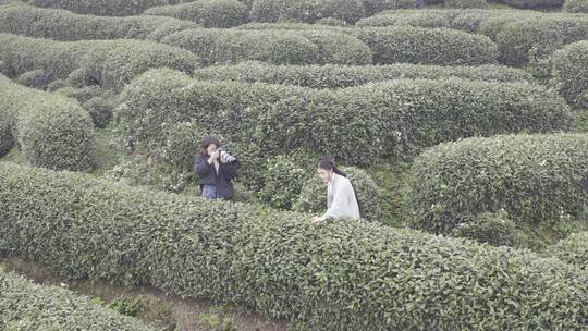 杭州西湖梅家坞茶园茶山