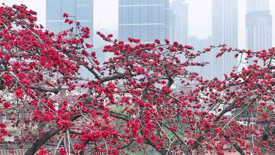 中国广东省佛山市南海区夏北河北书院木棉花