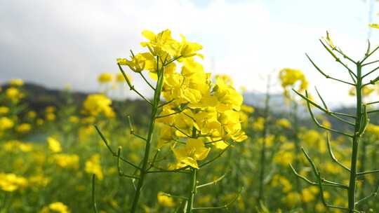 潘湾油菜花2