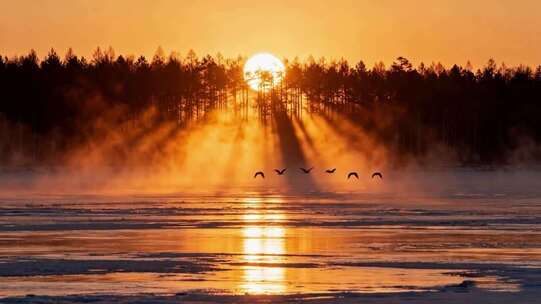 大兴安岭秋日日出风景麋鹿生态风光