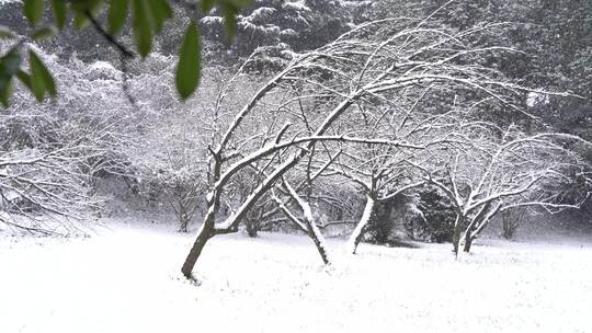 公园雪景