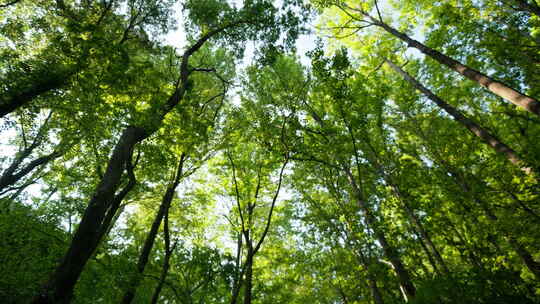 春天夏天山上森林高树木繁盛视频素材模板下载