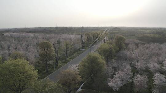 溧阳成片的樱花航拍视频素材模板下载