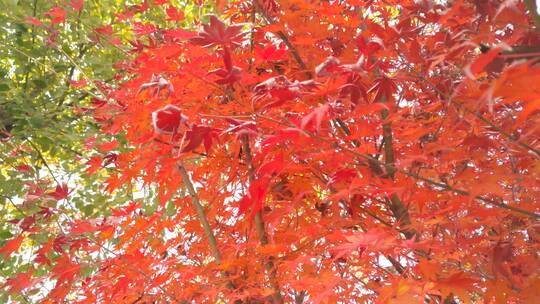 秋天里的红色枫叶树叶秋高气爽