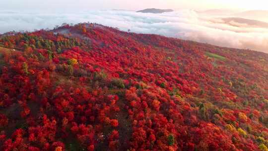 4K秋天五花山吉林东北秋景日出云海云雾逆光