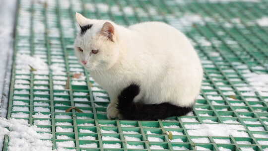 冬季白猫在地上舔爪子
