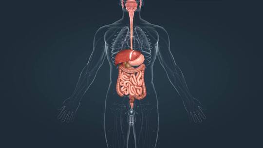 医学人体3D器官动画 肝 胆 肠 胃大肠