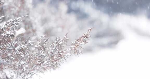 雪景冬季下雪天大雪中的枯草雪花