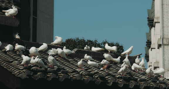 一群鸽子栖息在屋顶