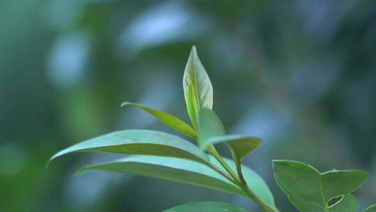 植物 树叶 自然 生态 大自然