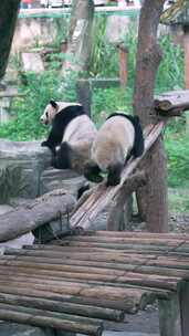 竖屏大熊猫