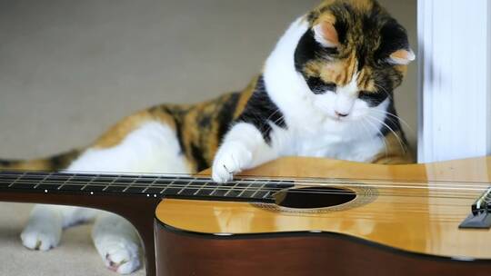 吉他前拨动琴弦的猫