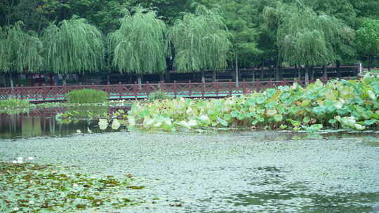 武汉洪山区关山荷兰风情园