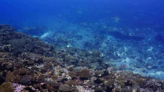 潜水艇，海洋，鲨鱼，海洋生物