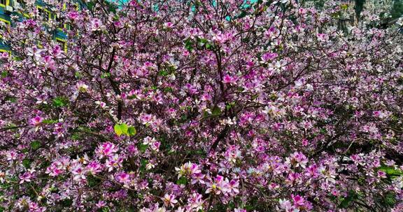 航拍柳州的紫荆花