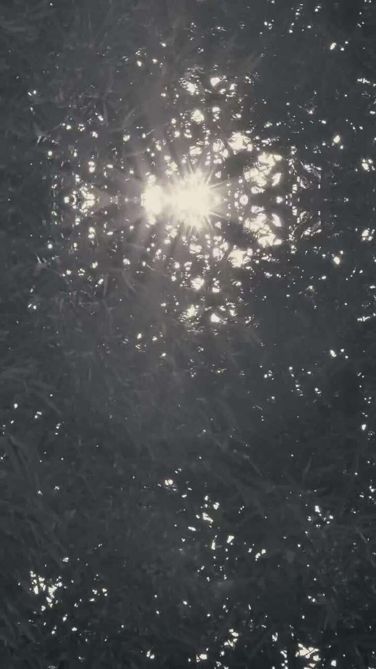 阳光透过树叶洒下光影