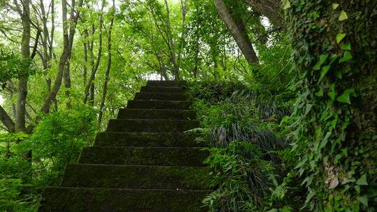 深山中的青苔台阶