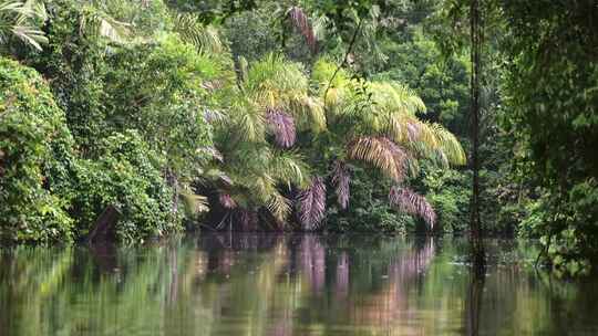 湖，河， Tortuguero，棕榈树