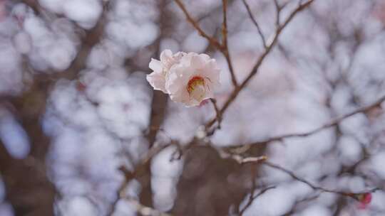 盛开的梅花实拍