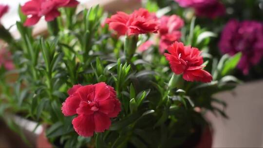 在窗台上的花盆里盛开红色和粉色的康乃馨