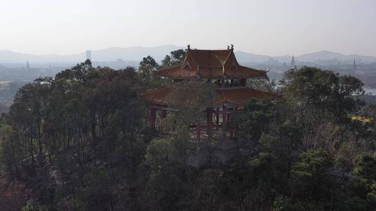 松山湖黄风铃 （7）视频素材模板下载