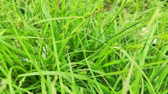 农村房屋绿色植物菜园花草树木