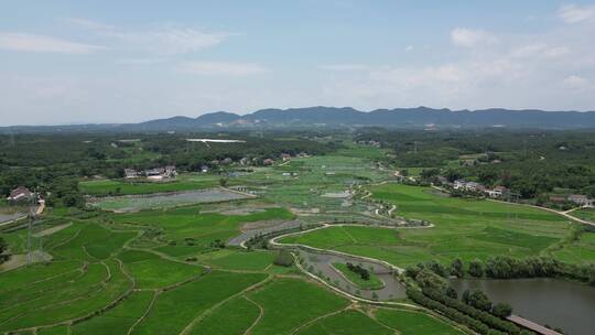 湖南常德农业种植水稻农田视频素材模板下载