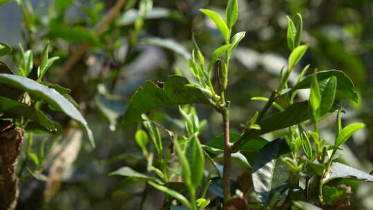 茶园茶叶嫩叶嫩芽普洱茶新芽