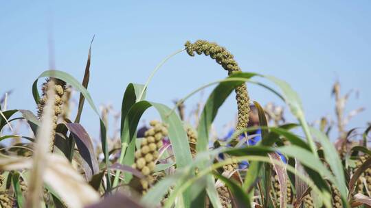 种植粟米视频素材模板下载