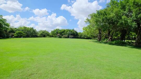 夏天蓝天白云阳光草坪草地绿地树林森林公园