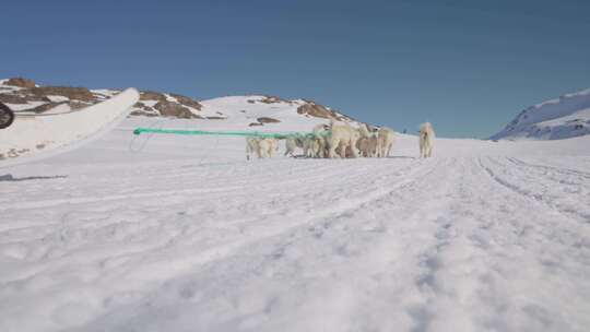 狗雪橇，格陵兰，雪，人