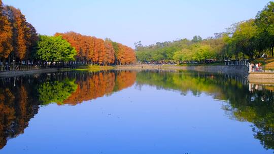 广州麓湖公园落羽杉红叶与平静水面唯美风光