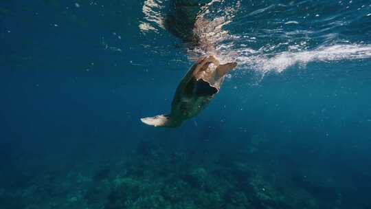 水下，海龟，海洋生物，海