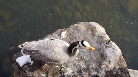 岸边的鸭子斑头雁在休息