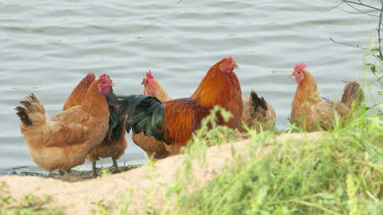 农村河畔散养土鸡老鸡大公鸡
