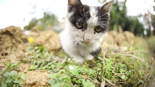 四川成都白天草地上的猫跳过水渠