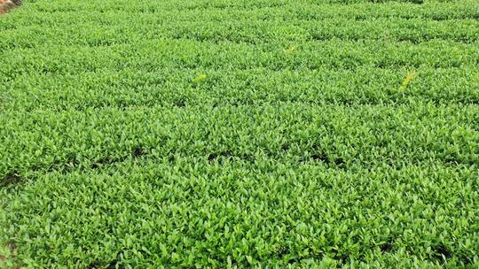 安溪茶园茶树茶叶特写绿色植物风景自然生态视频素材模板下载