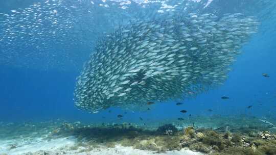 浅滩，海洋，海，鱼