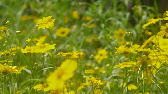 户外野花 山野 野菊花 花海